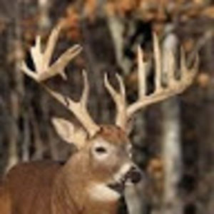 Meet your Posher, Donovan